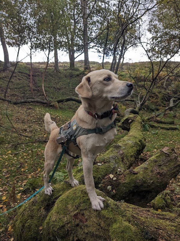 Canine Physio Hut - Hannah Smith Veterinary Physiotherapy - Vets in heeley