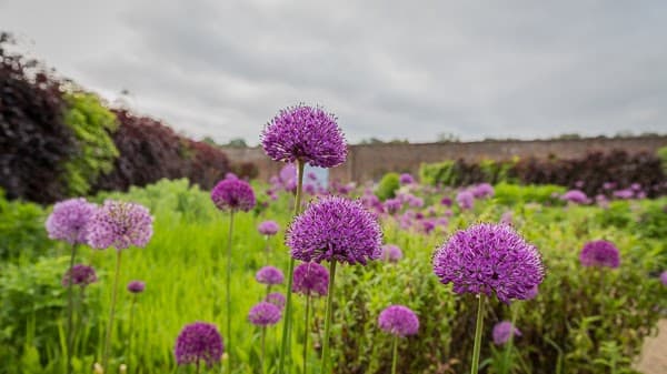 Helmsley Walled Garden - Garden in helmsley