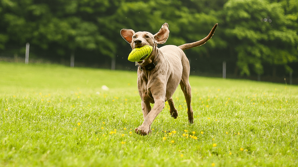 A playful dog runs across a grassy field, holding a green toy in its mouth, surrounded by trees and wildflowers.