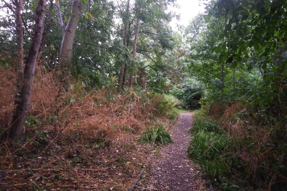 A narrow path winding through dense greenery and trees at Heworth Holme, with scattered foliage and undergrowth.