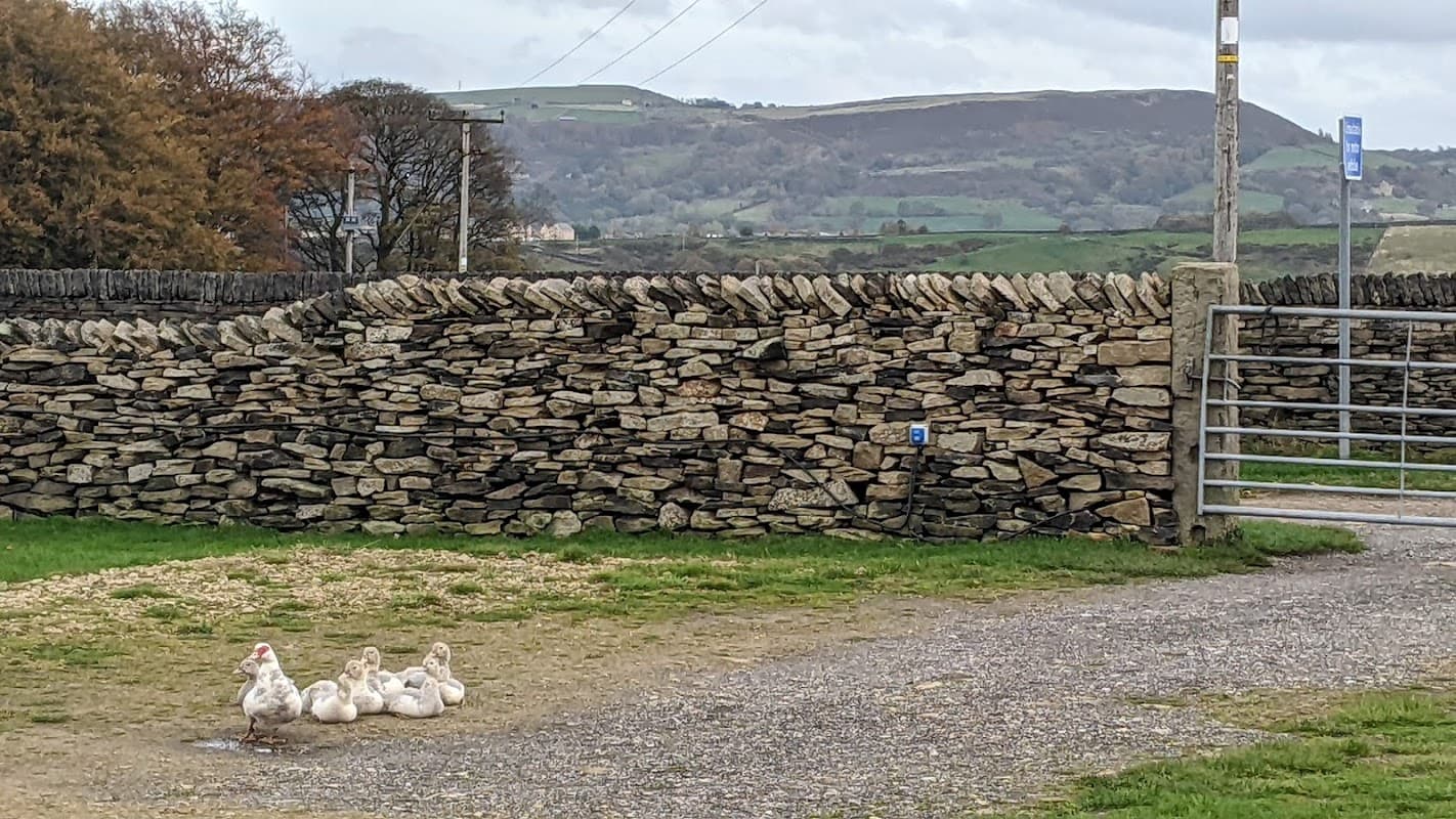 Ducks resting on gravel near a stone wall, with rolling hills and cloudy skies in the background.