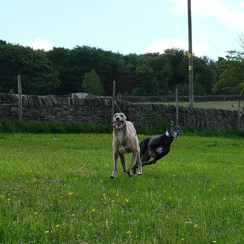 Barklands Secure Dog Walking - Park in holmfirth