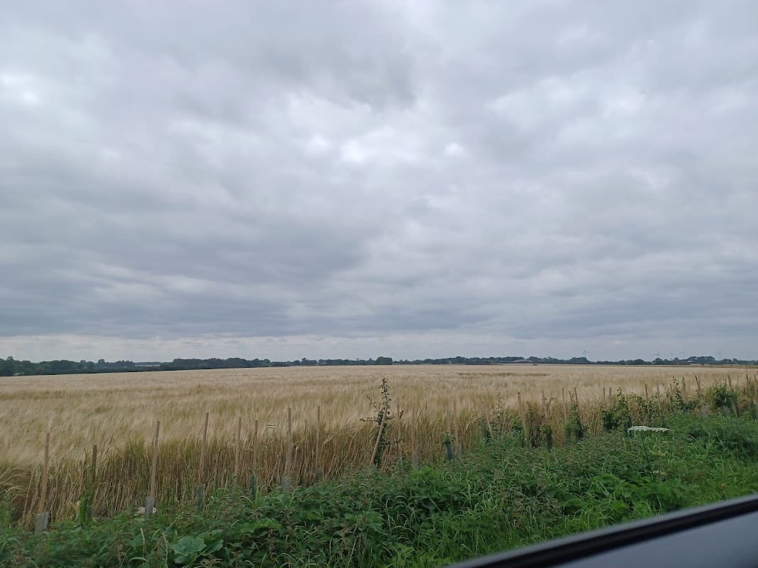Expansive golden fields under a cloudy sky, with greenery along the roadside in Holmpton, Yorkshire.
