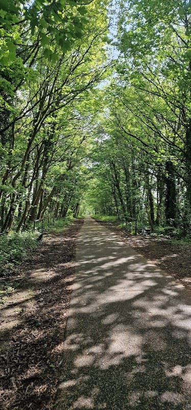 Lush green trees line a serene pathway, creating a tranquil, shaded walkway in South Yorkshire Forest.