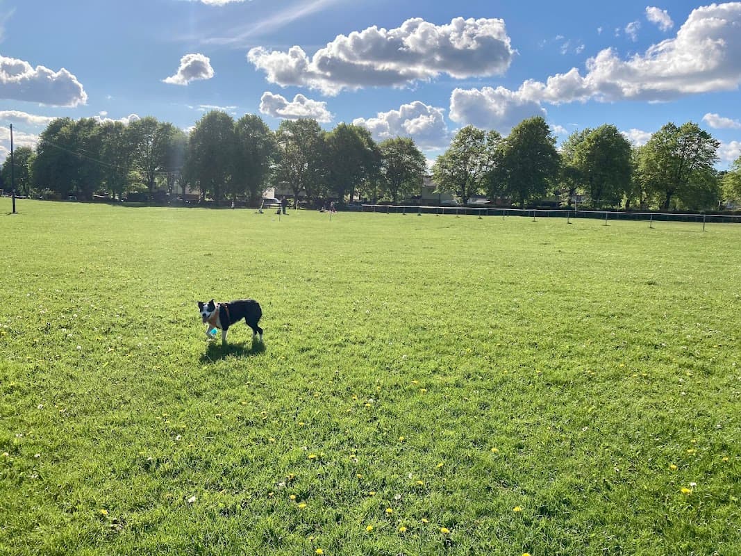 A dog playing with a blue ball on a grassy field surrounded by trees under a partly cloudy sky.