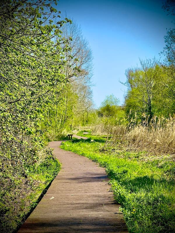 Wooden pathway winding through lush greenery and trees at Howden Marsh Local Nature Reserve under a clear blue sky.