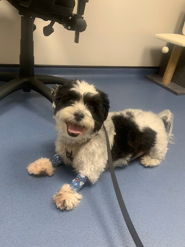 Cancer Care for Pets - Vets in huddersfield