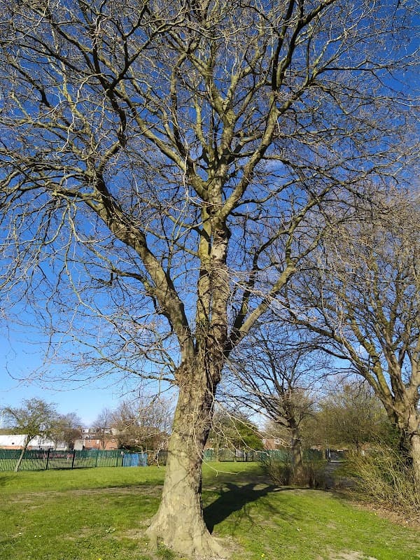 Collingwood Primary School - Primary Schools in hull