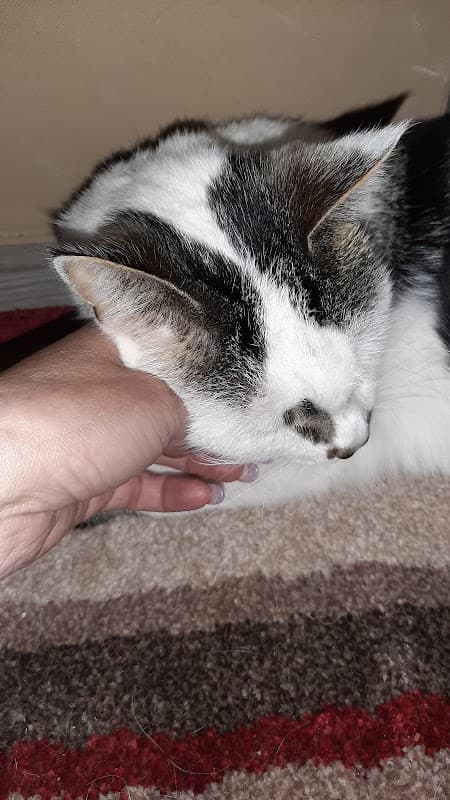 Hull PDSA Pet Hospital - Vets in hull