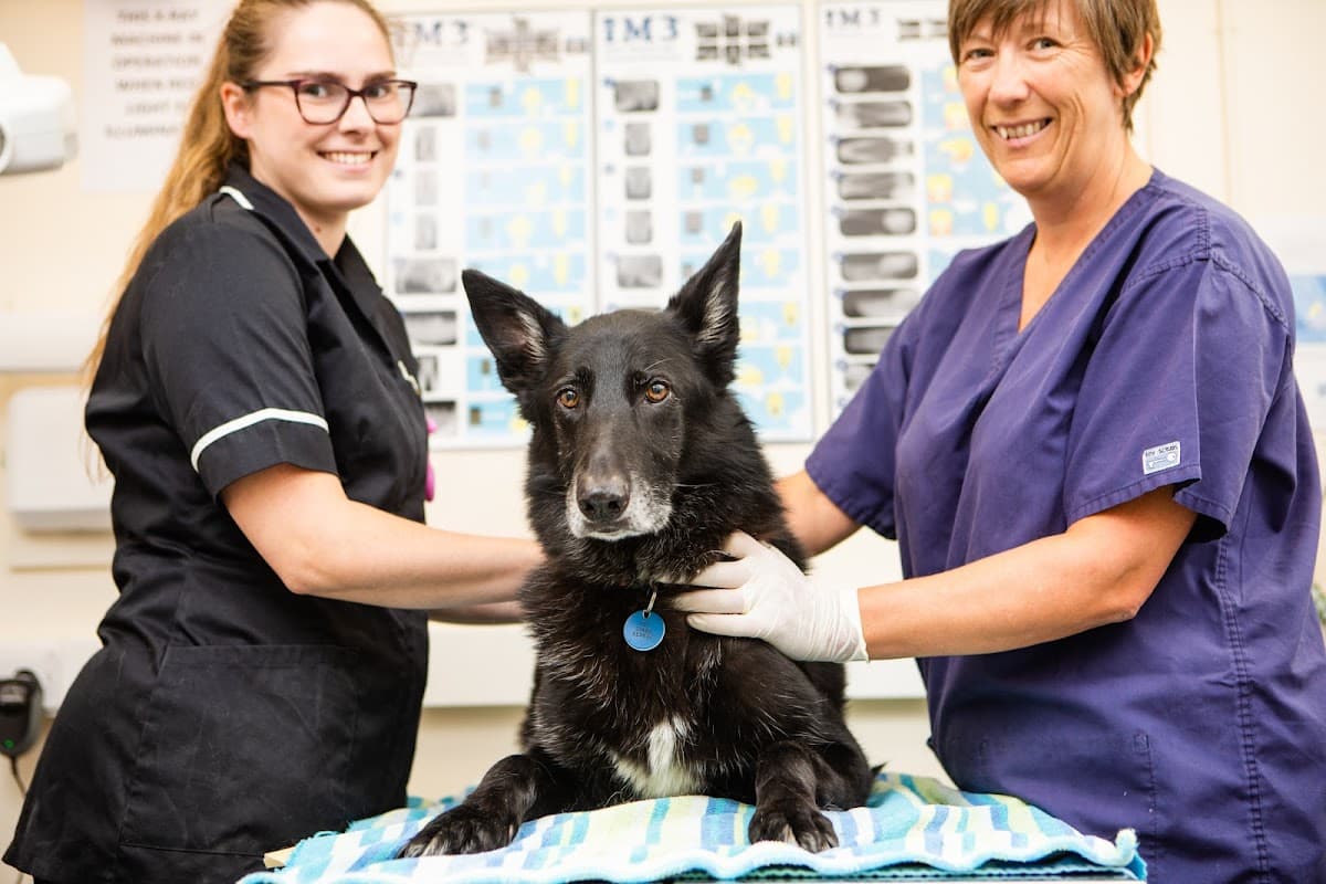 Kingston Veterinary Group - Beverley Road - Vets in hull