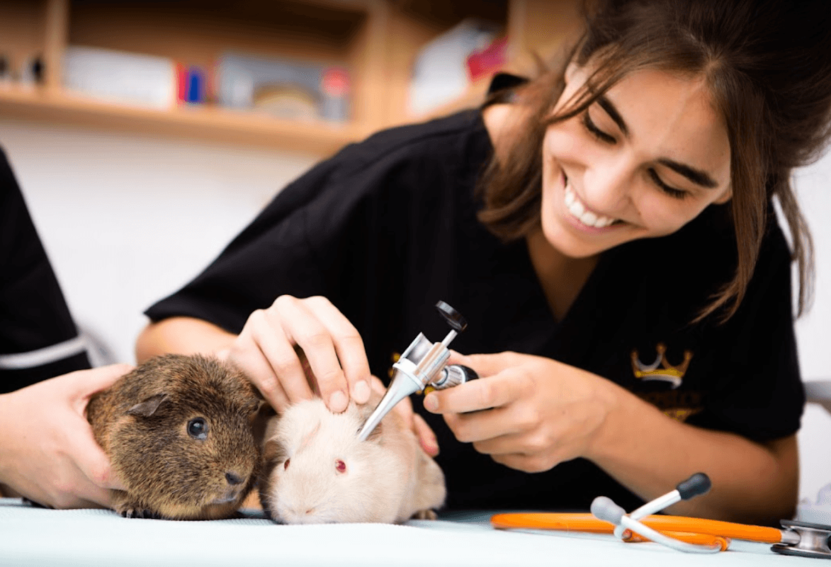 Kingston Veterinary Group - Vets in hull