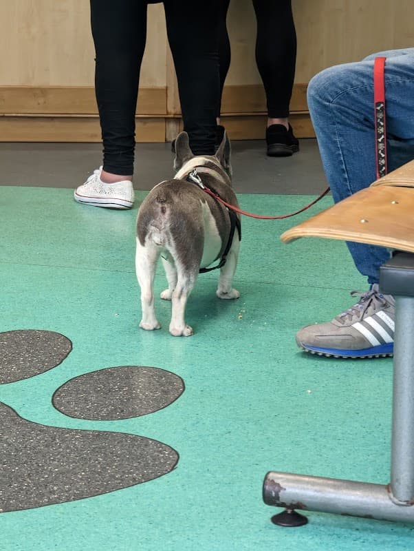 Vets4Pets - Hull - Vets in hull