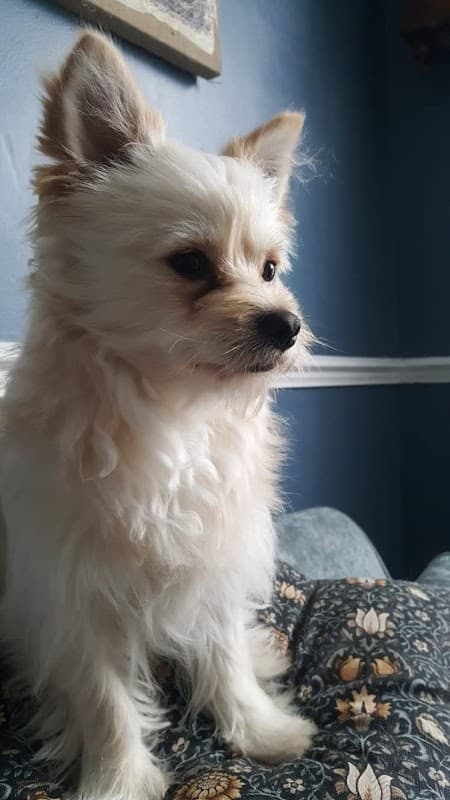 Vets4Pets - Hull Stoneferry - Vets in hull