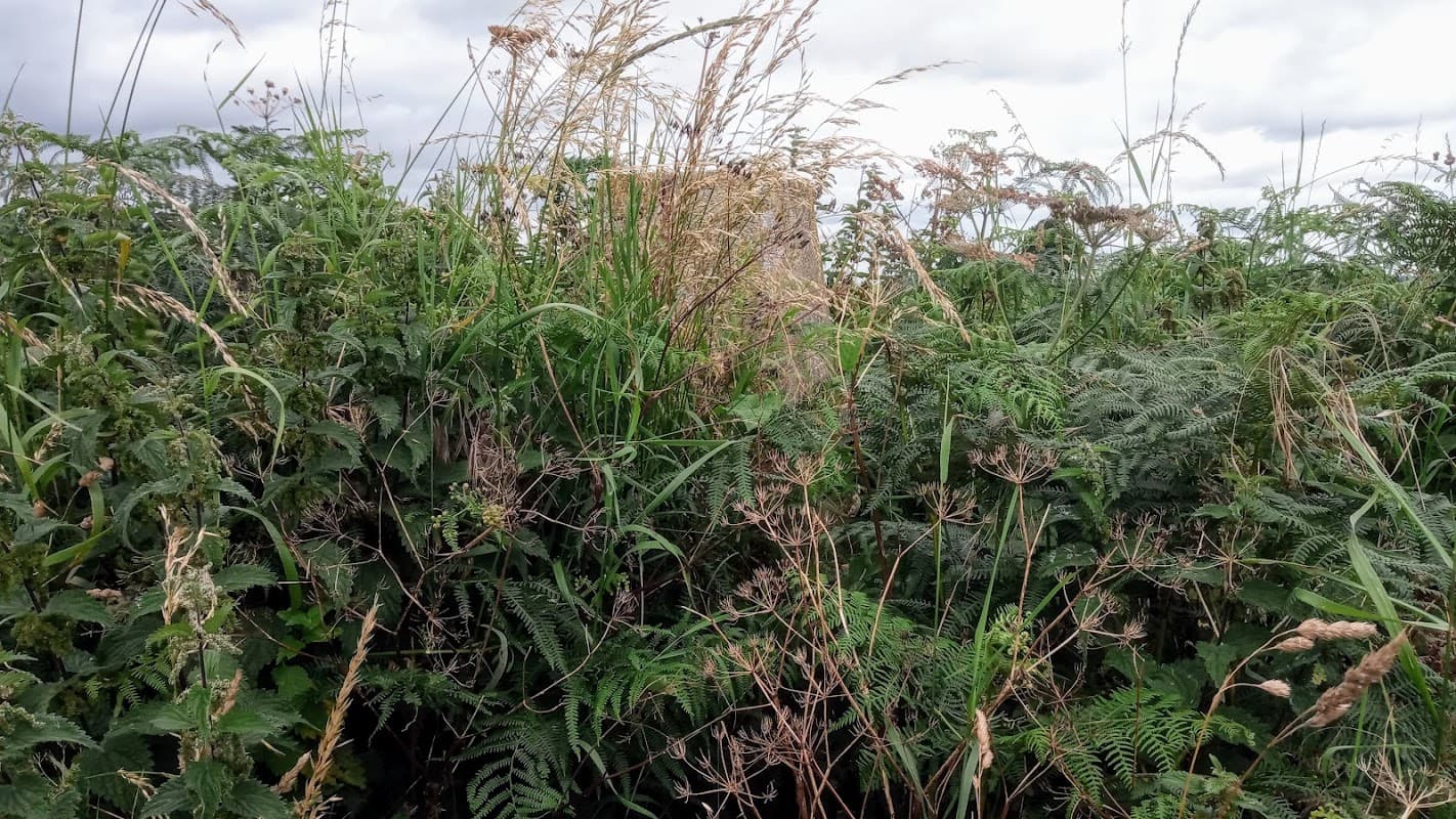 Trig point partially obscured by tall grass and ferns under a cloudy sky in Hutton Conyers, Yorkshire.