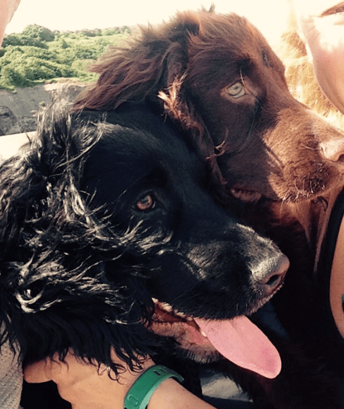 Two dogs, one black and one brown, with tongues out, enjoying a sunny day outdoors.