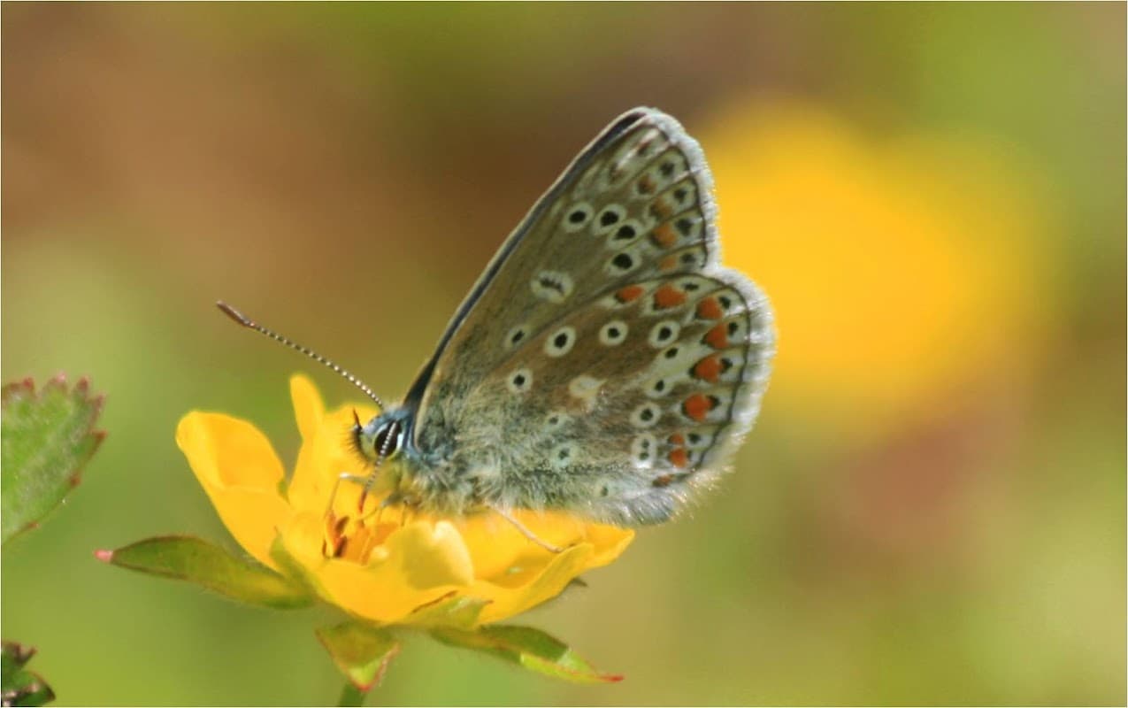 Ben Rhydding Gravel Pits Local Nature Reserve - Nature Reserves in ilkley