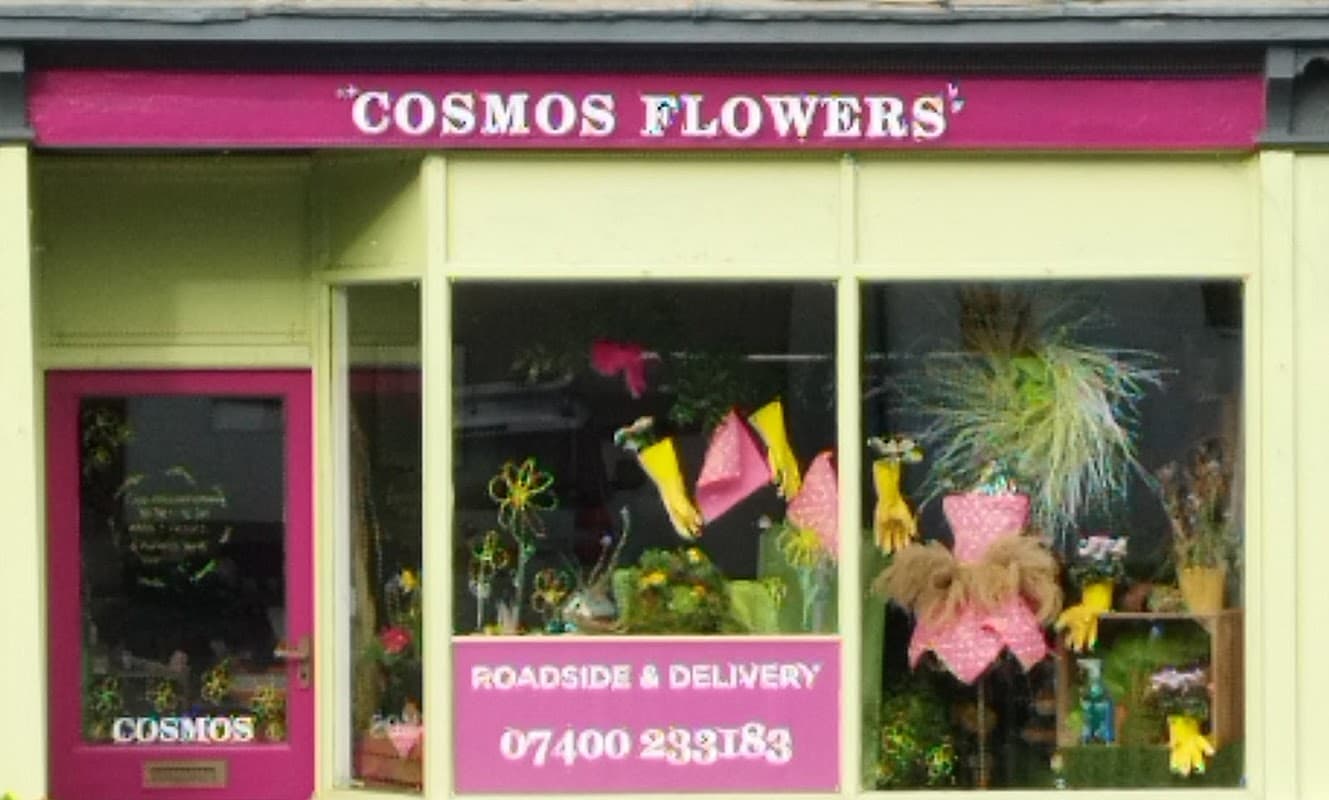 Cosmos Flowers - Florists in ilkley