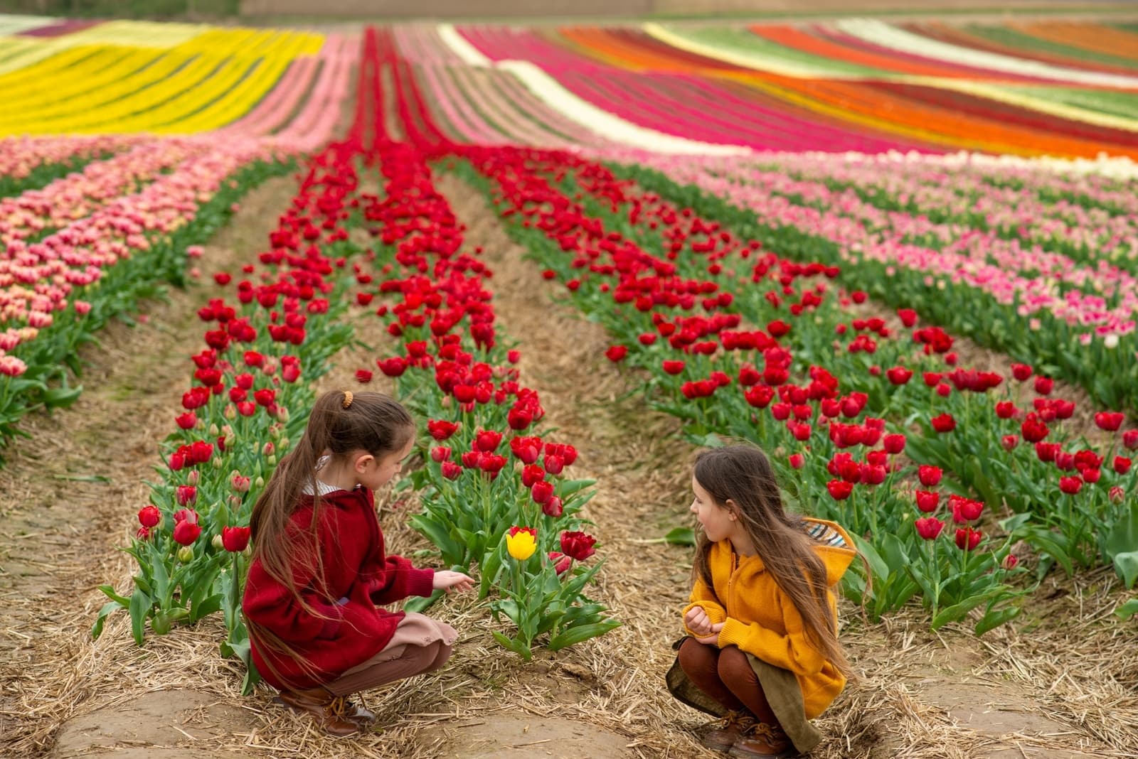 Spilmans Tulip Festival