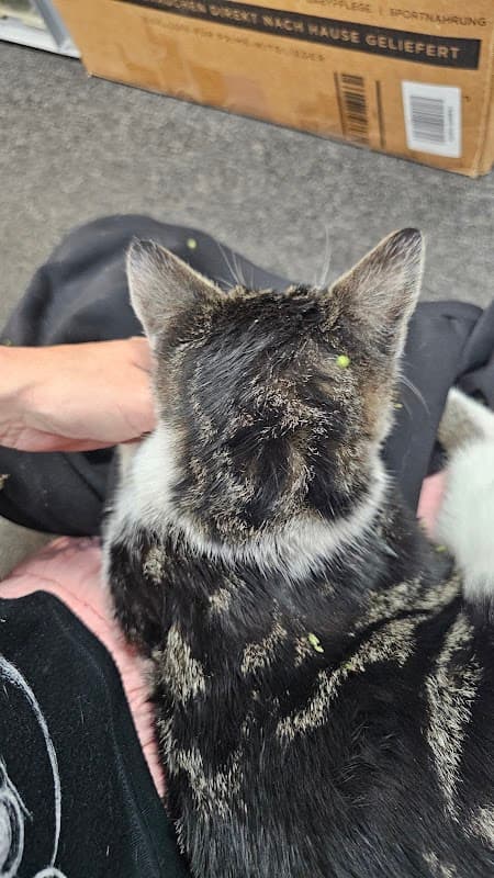 Airedale Veterinary Group - Vets in keighley