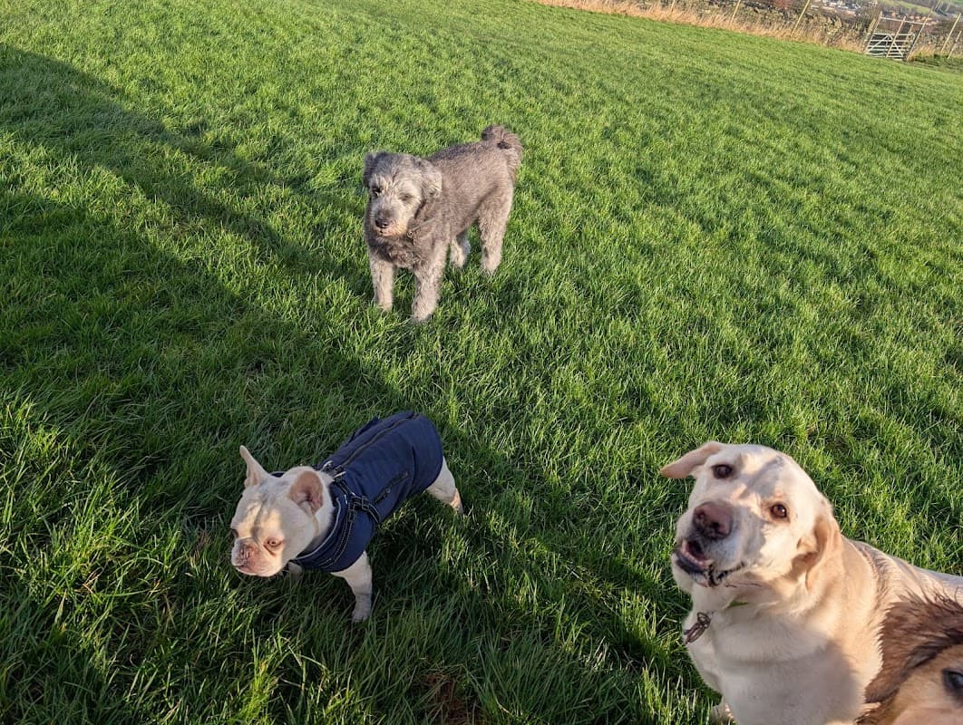 Currer Laithe Dog Park - Park in keighley