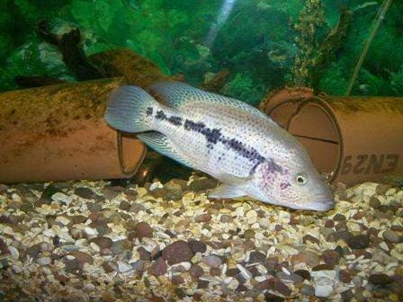 Poseidon's Palace - Aquariums in keighley