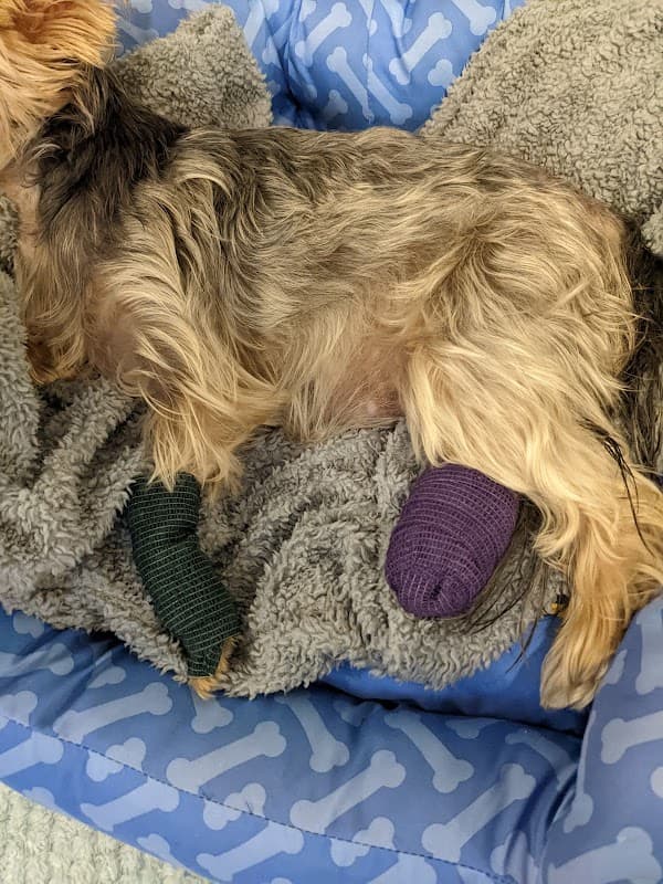 Beechwood Veterinary Group, Temple House - Vets in killingbeck