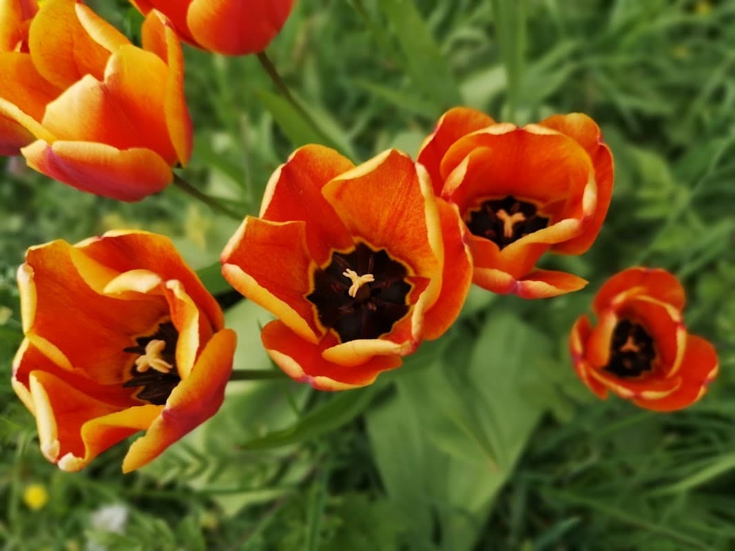Vibrant orange and yellow tulips bloom amidst lush green grass at Kilnwick Park.