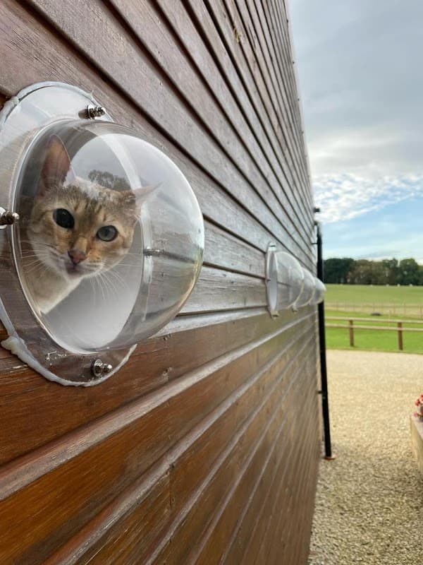 A cat peeks through a round window on a wooden wall, with a grassy field visible in the background.