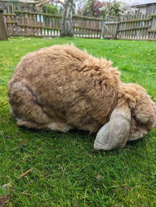 Brown rabbit sitting on green grass in a garden with a wooden fence in the background.