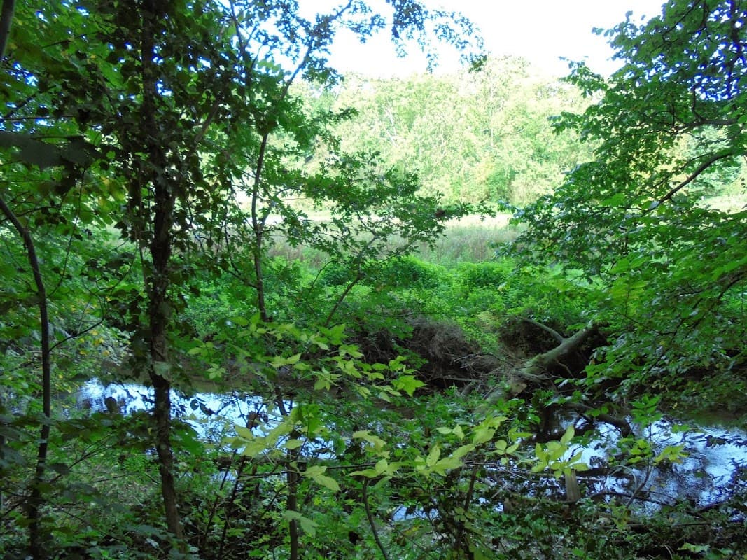 Lush greenery surrounds a tranquil river, with trees and foliage framing the serene landscape of Brockadale Nature Reserve.