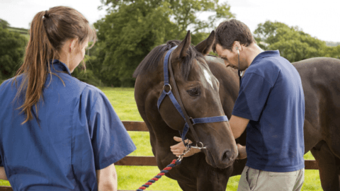 Grace Lane Vets - Vets in kirkbymoorside