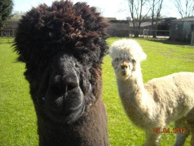 Larks Edge Alpacas - Attraction in topcliffe north yorkshire