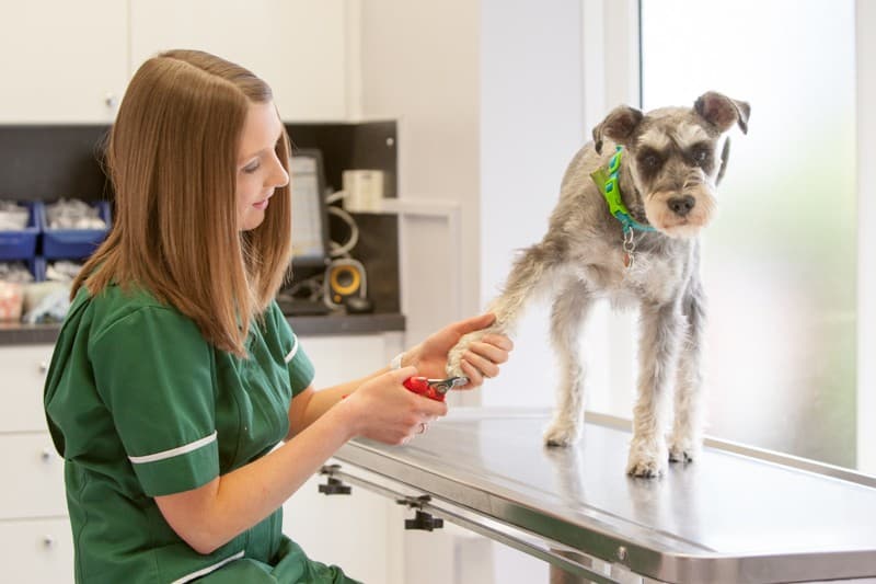 Veterinary nurse trimming the paw of a small schnauzer on a stainless steel table in a bright clinic.