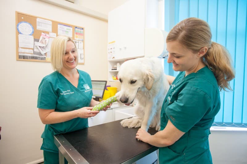 Beechwood Veterinary Group, Chapel Allerton - Vets in leeds