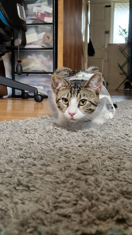 Beechwood Veterinary Group, Headingley Surgery - Vets in leeds