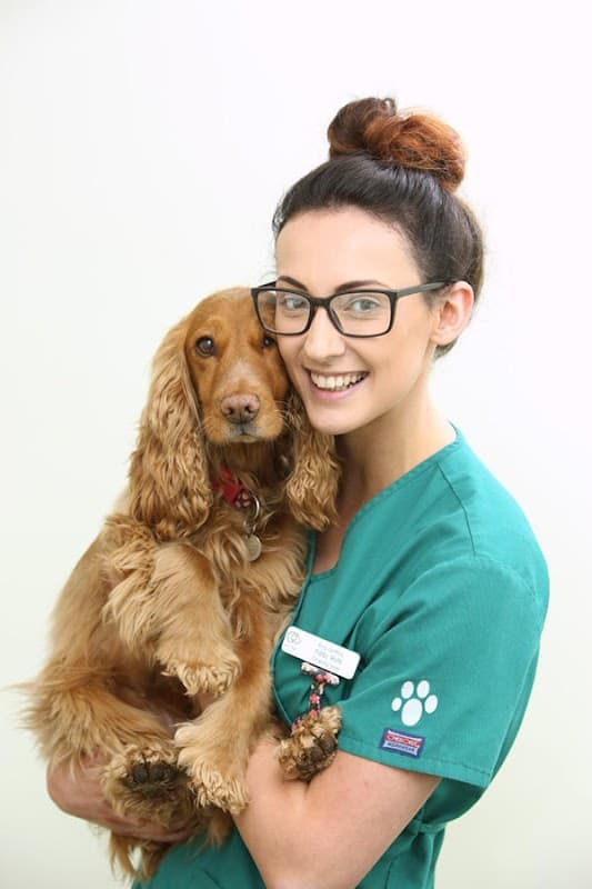 Veterinary nurse in green scrubs smiles while holding a golden cocker spaniel in a bright clinic setting.
