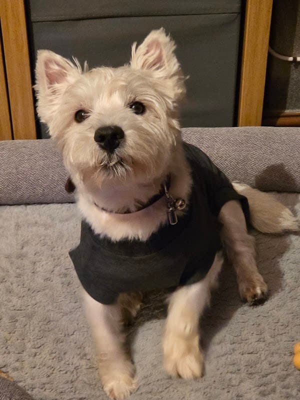 Leeds PDSA Pet Hospital - Vets in leeds