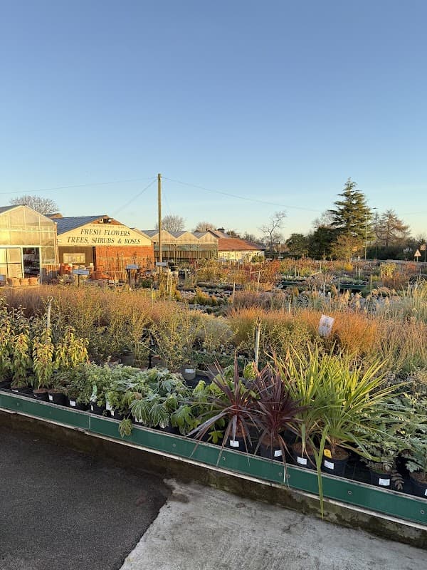 Vibrant garden center with various plants and flowers under a clear blue sky in Leeming, North Yorkshire.