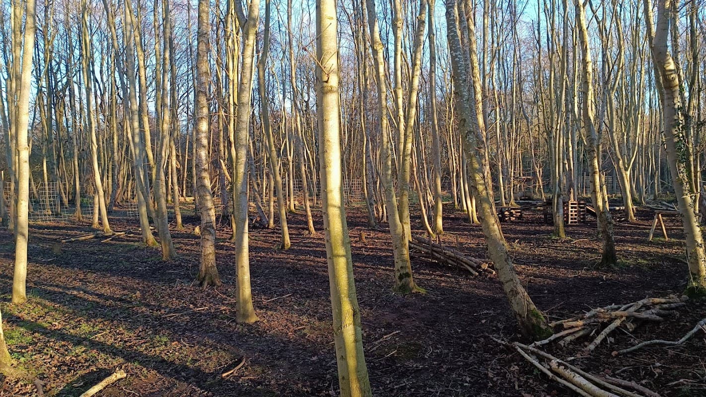 A serene dog park in the woods with tall trees, dappled sunlight, and a natural, earthy ground cover.