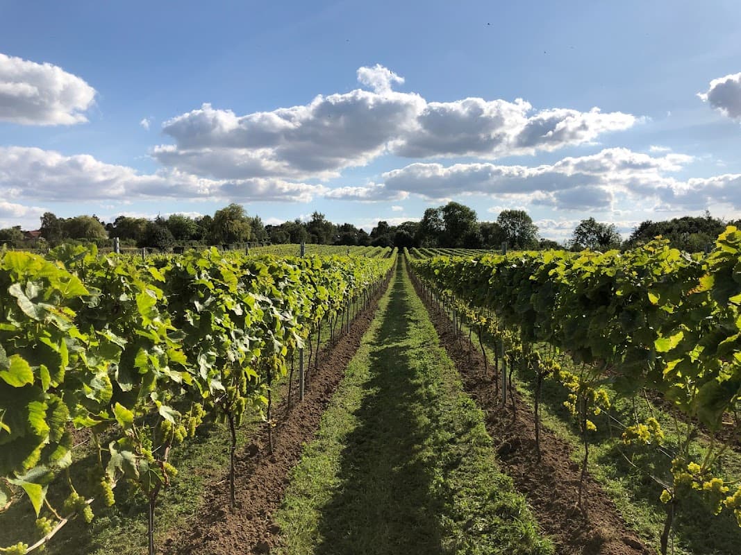 Vast rows of grapevines stretch into the distance under a bright blue sky with fluffy clouds.