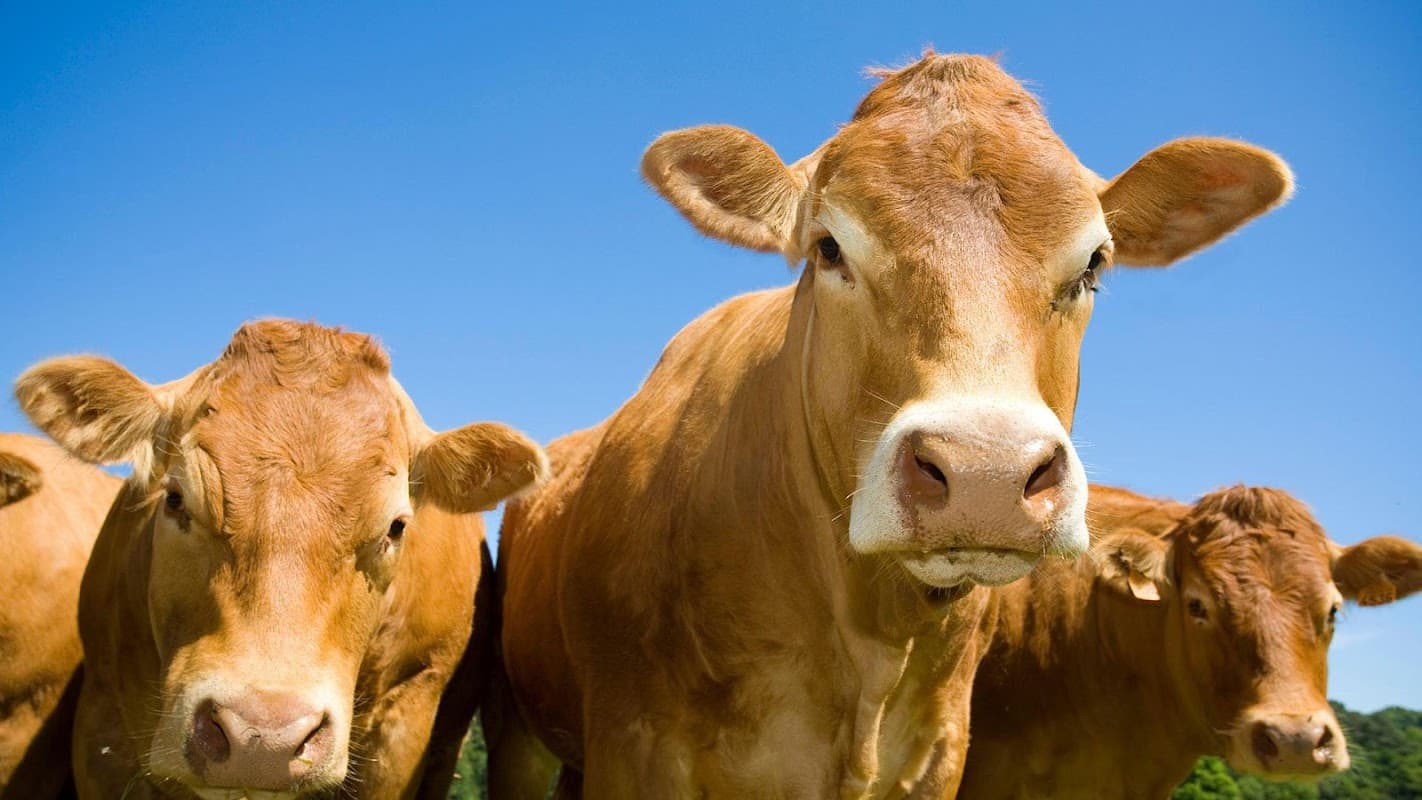 Castle Farm Vets - Malton - Vets in malton