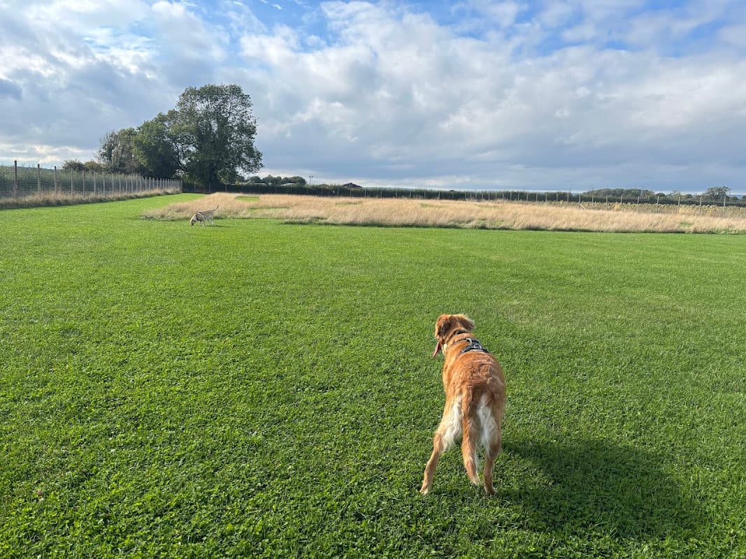 Dog Field - Park in malton
