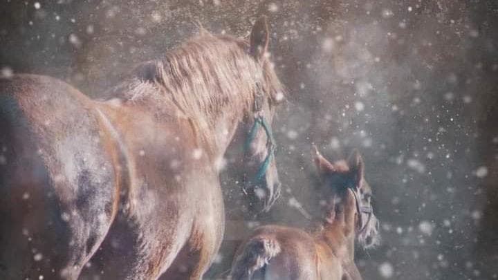 Rainbow Equine Hospital - Vets in malton