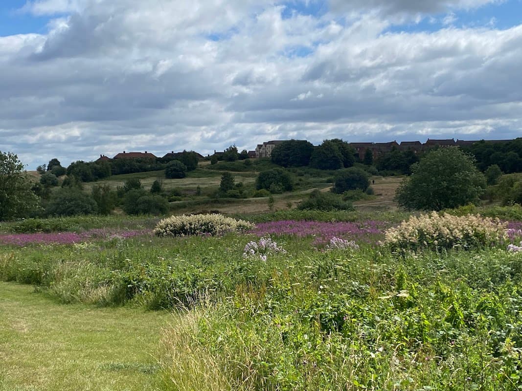 Lush green fields with purple wildflowers under a cloudy sky, overlooking distant buildings in Manor, Yorkshire.