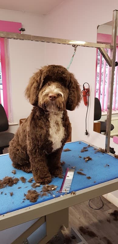 Paws N Claws - Pet Shops in marske