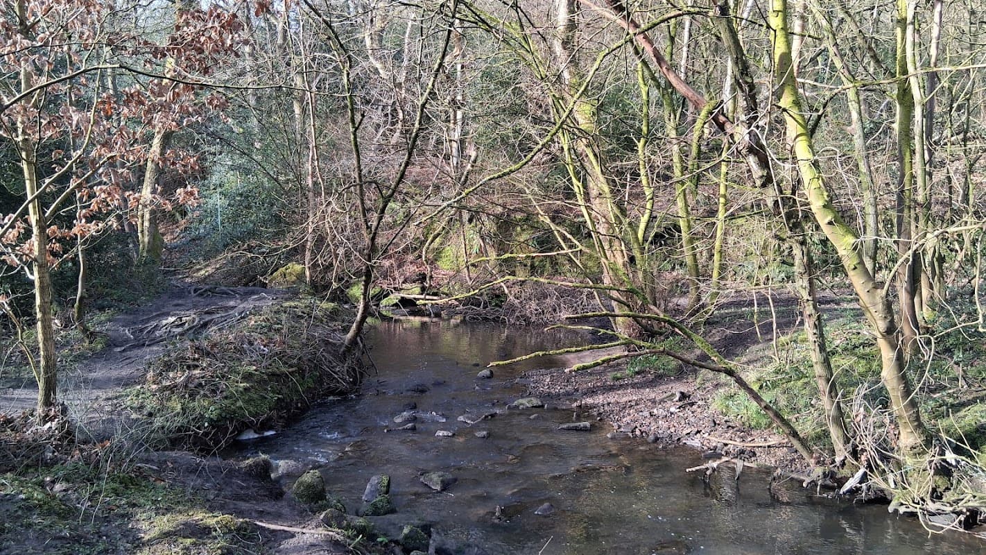 A serene stream flows through a wooded area, surrounded by bare trees and lush greenery in Meanwood Valley.