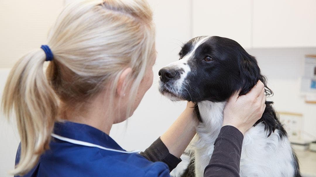 MiNightVet Middlesbrough - Vets in middlesbrough