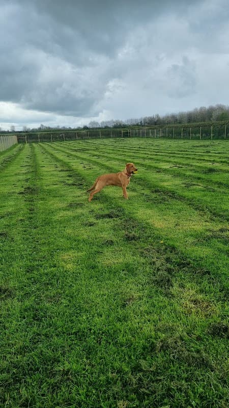 A brown dog stands in a grassy field with cloudy skies in the background, surrounded by fenced areas.