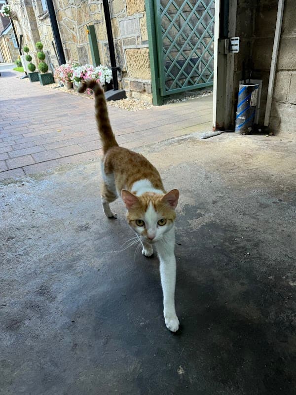 Calder Vets in Mirfield - Vets in mirfield