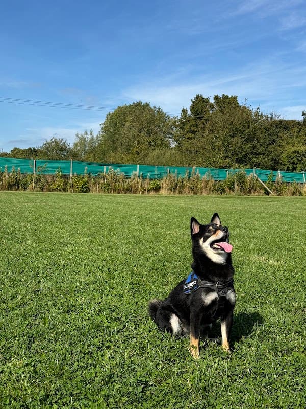 A black and tan dog sits on green grass in a sunny field, surrounded by trees and a blue sky.